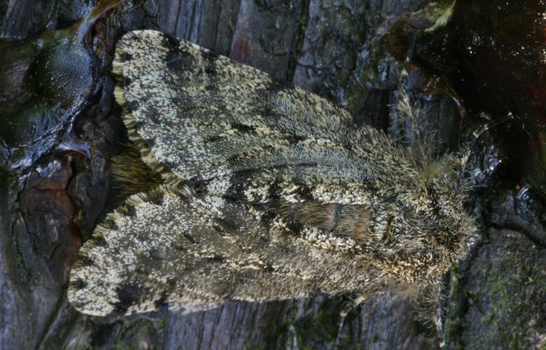 Brindled Beauty